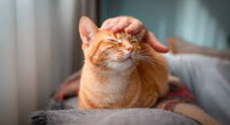 Can Your Insurance Company Deny a Claim for a Pet Incident?